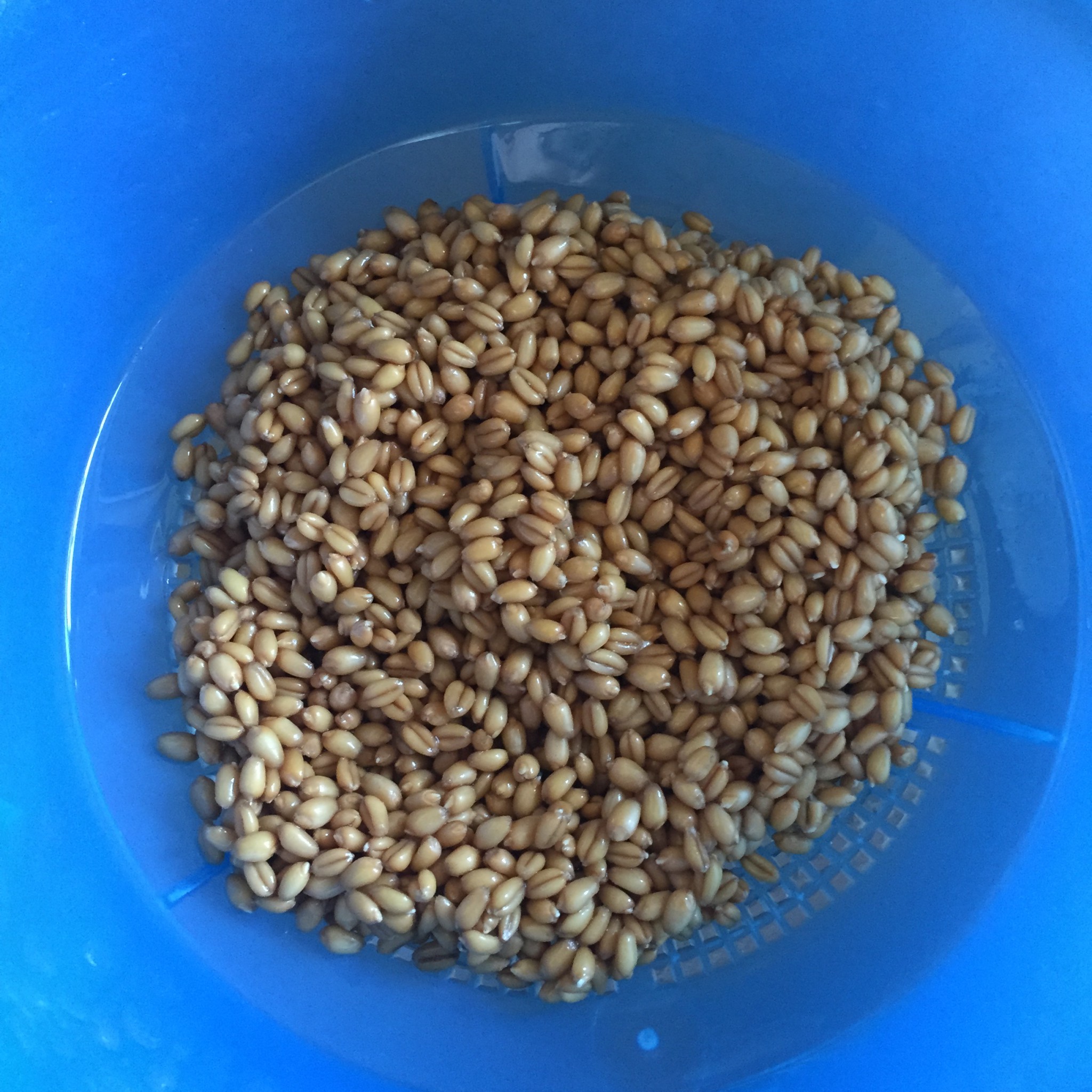 Weizengras -Smoothie (selbst angebaut) – Der Selbermacher BLOG