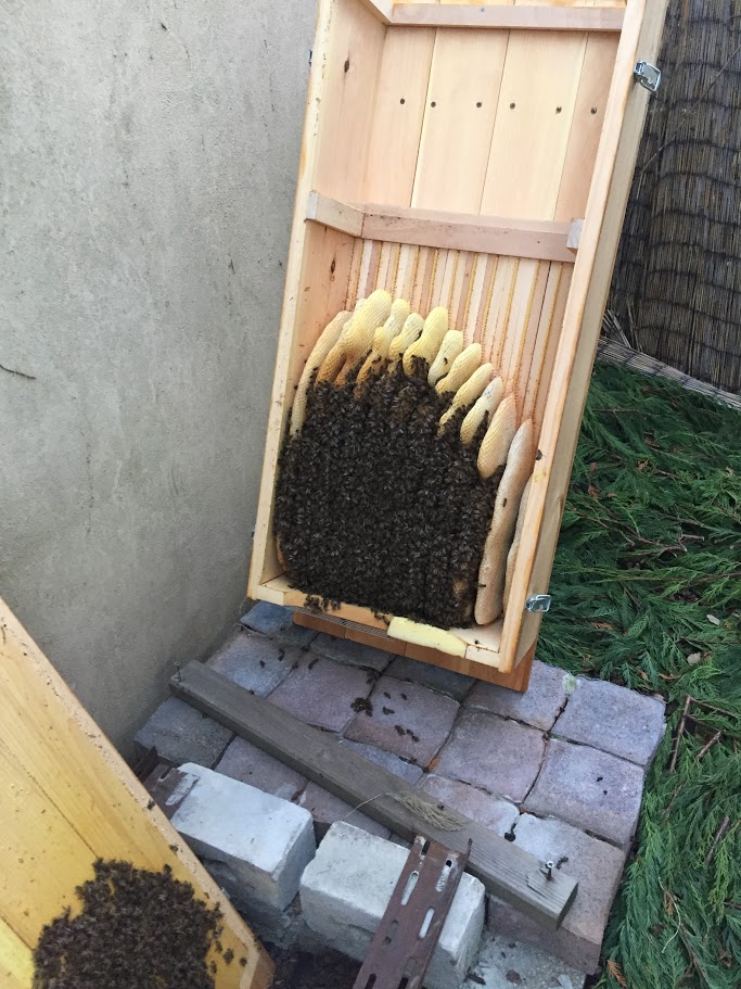 Bienenkiste geöffnet