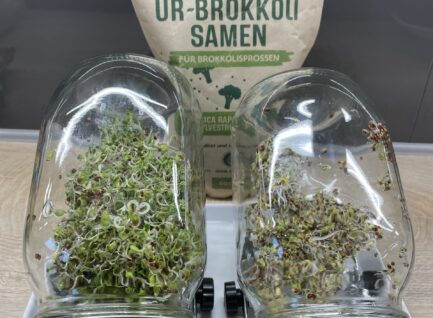 Brokkoli -Sprossen selber ziehen